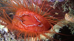 The "electro disco" clam is lighting up Indonesian coral reefs. Take a look: | National Geographic Animals