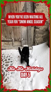 69K views · 882 reactions | Now you see me... Now you don't! ❄️ #Snow #Holidays | The Pet Collective | Facebook