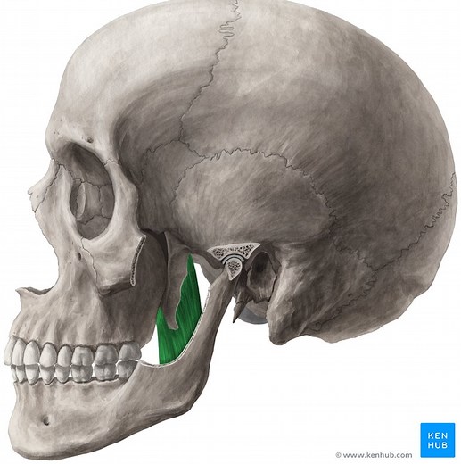 Musculi pterygoidei