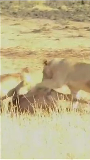 Life of African Lions – Lions Hunt Wildebeest and Their Spoils !