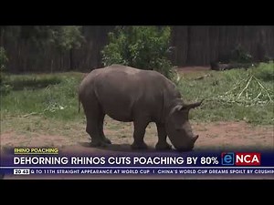 Dehorning rhinos cuts poaching by 80%