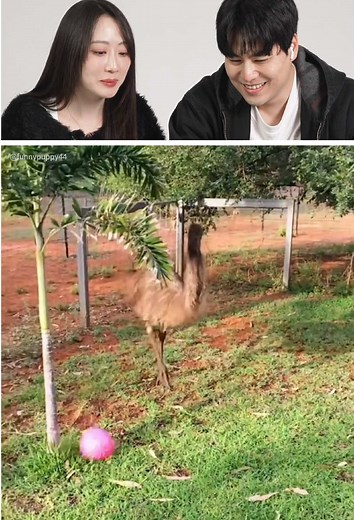Hilarious Emu Moments You Can't Miss