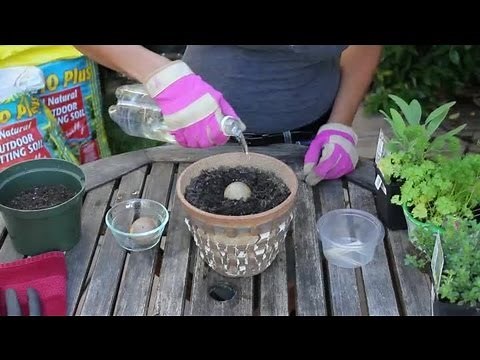 How to Plant Avocado Pits : Vegetable Gardening