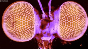 The Robber Fly – Top Gun of the fly world