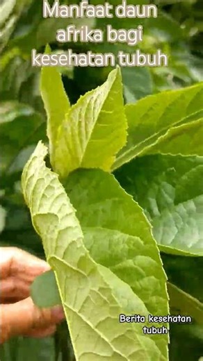 The Benefits of African Leaves for Body Health