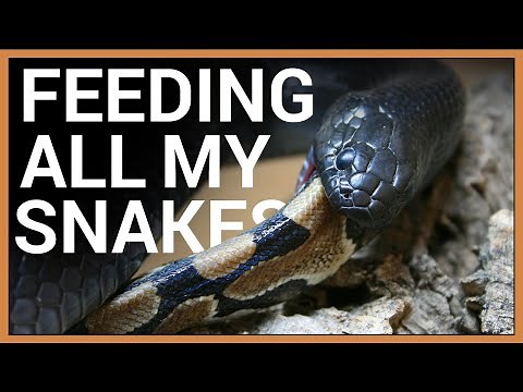 King Snake Eats a Python!