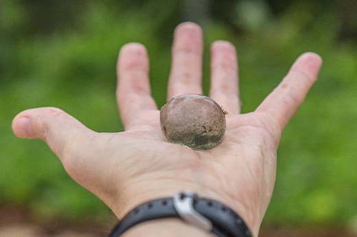 The Largest Single Celled Organism in the World