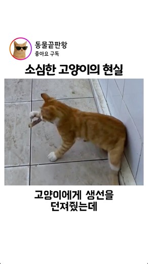 소심한 고양이의 현실