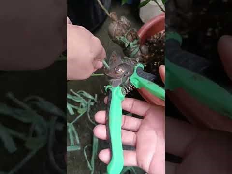 How to marcot calamansi tree