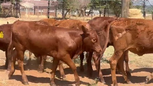 6x young bonsmara female calves available R 7000 each Or R39500 to take all 6 Location Pretoria rooiwal Viewing is available For more information please feel free to call or WhatsApp me on 0615047568 | VKR boerdery/farming cattle