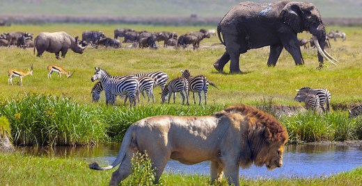 9 ways to prevent biodiversity loss and what causes it