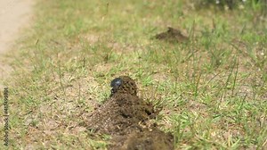 Scarabs are stout-bodied beetles. Scarab beetle rolling a ball of dung. Scarab insect eating new manure. Decomposition is the process by which organic substances are broken down into simpler 4K floor