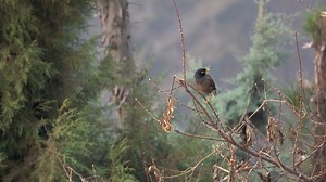 Bird, Common Myna, Myna