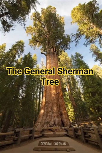 The General Sherman ♥️💯