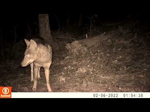 It's Coyote Mating Season