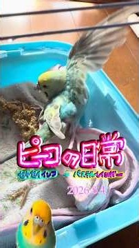 ピーコの日常〜8.4Himariプレイズ💖✨ヴィエニアフスキ🎻ヴァイオリン協奏曲No.1ロンドアレグロ🦜✨💖