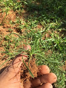 Grass type identification