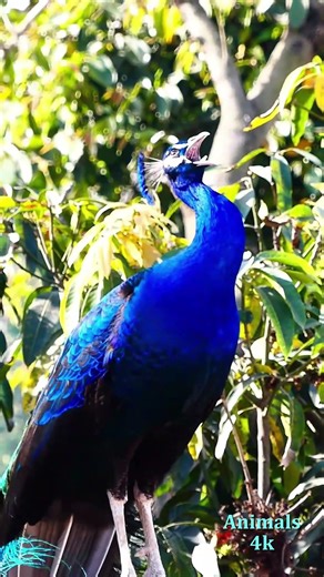 Blue Peacock long call #birds #peacocksound #wildlife