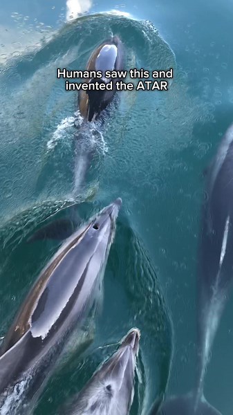 Understanding Negative Aura Points and University Culture