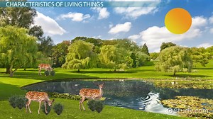 Characteristics of Living Things | Overview & Examples - Video | Study.com