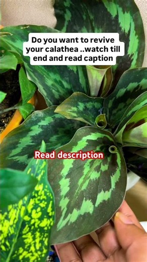 Never throw away a sleeping Calathea… sometimes it’s just waiting for summer.”