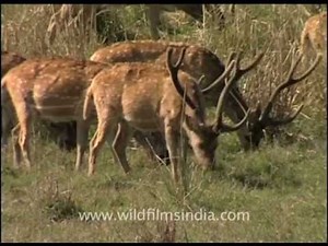 Spotted Deer caught on camera