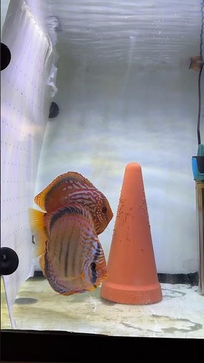 First hatch from our Discus pair!✨ #discus #fish #breeding #pair #aquarium #fry #tank