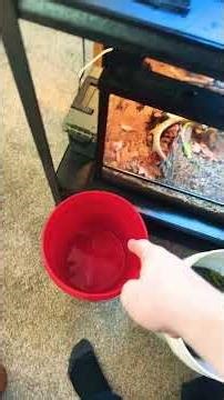 Cleaning the frog tank part 2 #frog