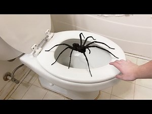 i found a huge SPIDER on toilet..