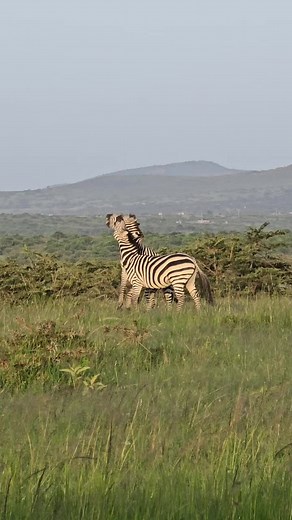 Zebra Fighting: Why Zebras Fight and What to Watch For