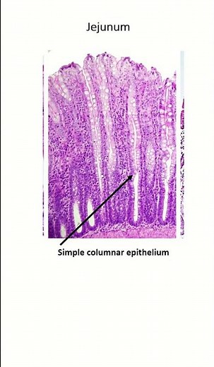 Lining epithelium of gastrointestinal tract