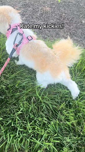 Stella on Instagram: "Rate my post poop performance 1-10 #dog #dogsofinstagram #shihtzu #walk"