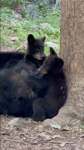 ￼The Ultimate Mama Bear Hug