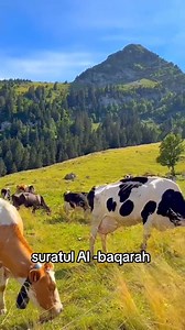 24K views · 1.9K reactions | #Sheekh cafiif | Rasmi Real estate | Facebook