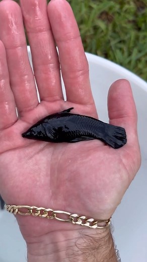 Should I buy every fish from the fish store again?!🤔 #fish #pond | The Fish Guys