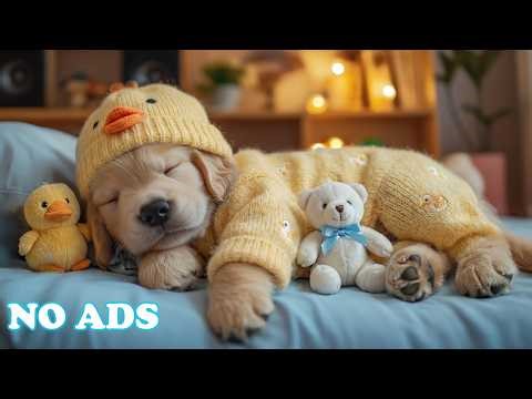 12 Hours Of Relaxing Dog Music 🐕 Calming Music for Dogs 🐾Gentle Sounds for Healing Dog Sleep