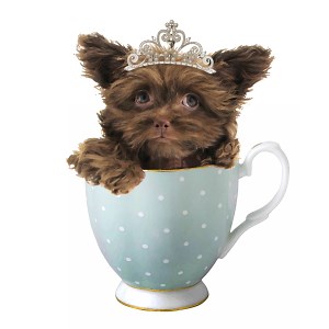 The Nursery – Current Puppies Royal T Mi-kis