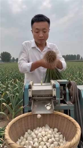 🧄⚙️ Automatic Garlic Bulb Trimming & Harvesting Machine Demonstration #shorts