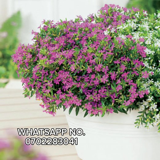 🌱Kufiya Plant - Just LKR 100/=! 🌱 ​Bring home the beautiful and easy-to-care-for Kufiya Plant (Cuphea) from Busybeegardnigs Pvt Ltd! Perfect for adding instant green charm to any space. ​Price: LKR 100/= ​Order Now! WhatsApp us on 0702283041 ​#Busybeegardnings #KufiyaPlant #Cuphea #Houseplants #PlantSale #LKR100Offer #GardeningLK Busy Bee | Busy Bee