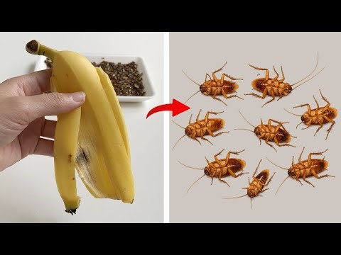 Kill cockroaches overnight simply without using chemicals