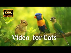4K Video for Cats to Watch: Parrots & Squirrels Share a Backyard Feast