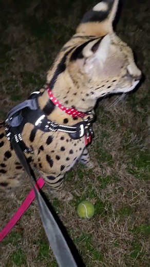 Cat plays fetch, sort of...