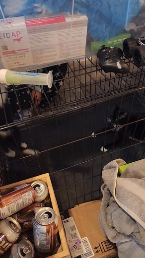 23 reactions · 7 comments | Steel cage match! Orion is going to...