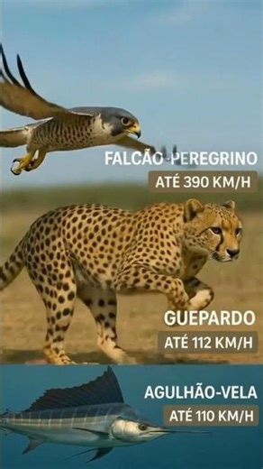 Falco peregrinus, the fastest predator on Earth #wildlife #wildfacts #animals #animalshorts #facts