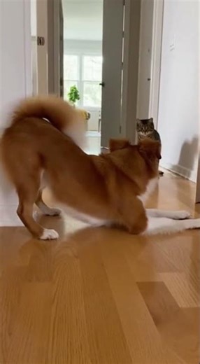 Dog’s Surprise Jump Scares Cat Straight to the Ceiling!