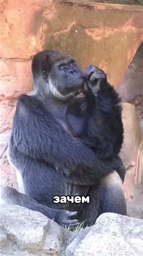 🌾 КУДА КАТИТСЯ ПЕРЕКАТИ-ПОЛЕ 🤔 #наука #интересно #природа