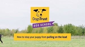 Puppies and dogs can understandably get really excited when they are out for walks with lots of fun things going on around them that they will be keen to explore. We need to show them how to walk calmly on the lead to ensure that their owner is safe from being pulled over! This is also a fantastic starting point for teaching puppies to be calm and polite when meeting new people and four-legged friends!🐶 We hope that our Dog School tutorials will help dog owners live a harmonious life with their