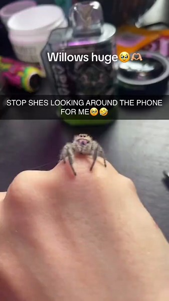 Willow has finally decided to come out for a bit :) #willowtreespoods #jumpingspider #jumpingspidersoftiktok #willowthejumpinspood #regaljumpingspider #jumpingspiderbreeder #jumpingspidersareadorable