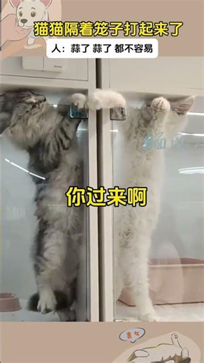 Garlic the Kitty's Healing Adventure: A Heartwarming Story of a Cute Pet