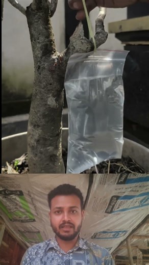 কটন বার্ড দিয়ে গাছের যত্ন! অবাক করা ম্যাজিক 🪴✨